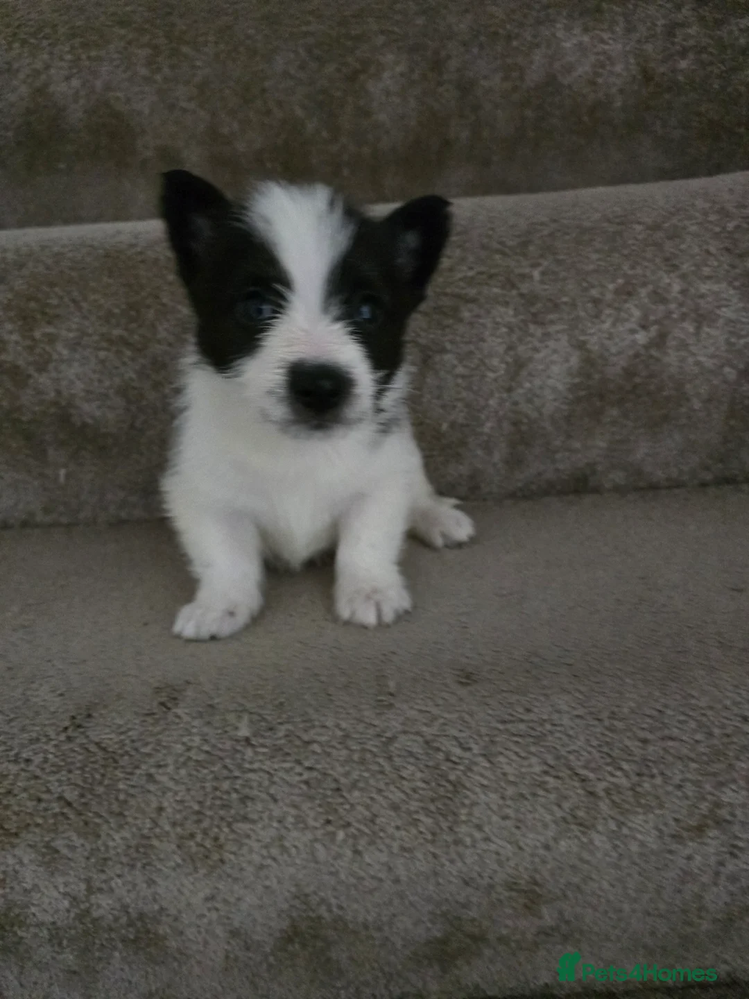 Mixed Breed dogs for sale: Malchi puppies for sale  - Advert 6