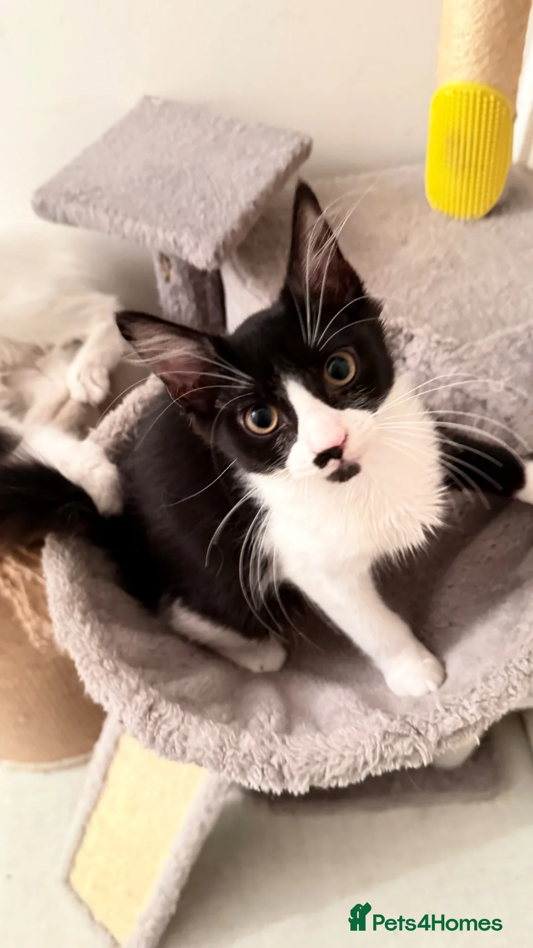 Domestic Shorthair cats for sale: Domestic Shorthair Tabby - Advert 1