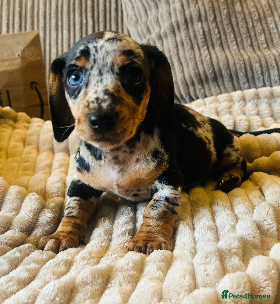 Miniature Dachshund dogs for sale: 4 beautiful daschunds  - Image 2