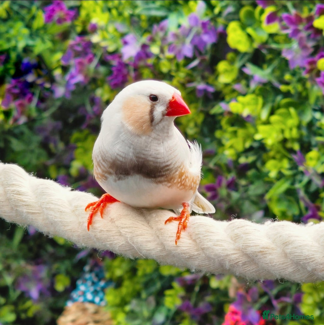 Finches birds for sale: Zebra Finches - Various Colours (20 birds) - Image 5