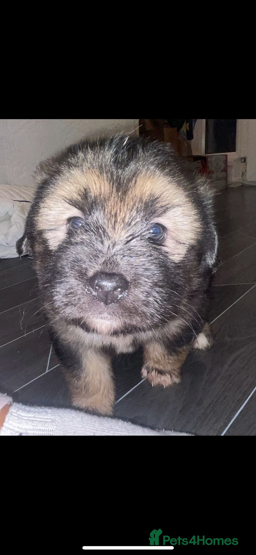 Mixed Breed dogs for sale: *only 1 male left* Malkita puppies 4 boys - Advert 23