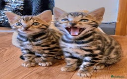Bengal cats for sale: Bengal Kittens Tica Registered  - Image 11