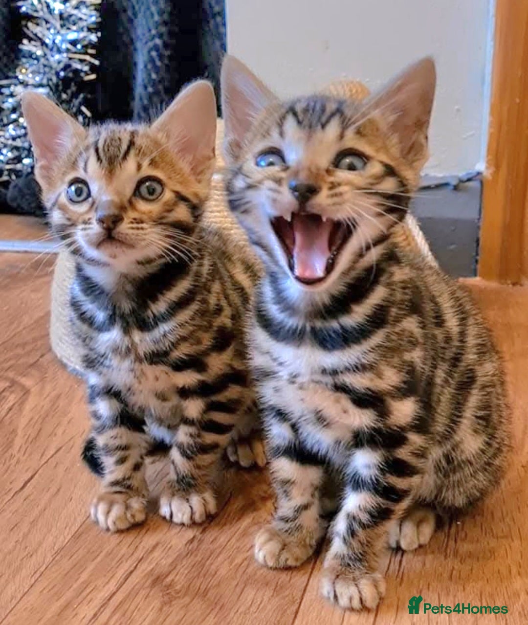 Bengal cats for sale: Bengal Kittens Tica Registered  - Image 11