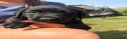 Labrador Retriever dogs for sale: (3 left) ADORABLE LABRADOR PUPPIES FOR SALE 🐾  - Advert 13