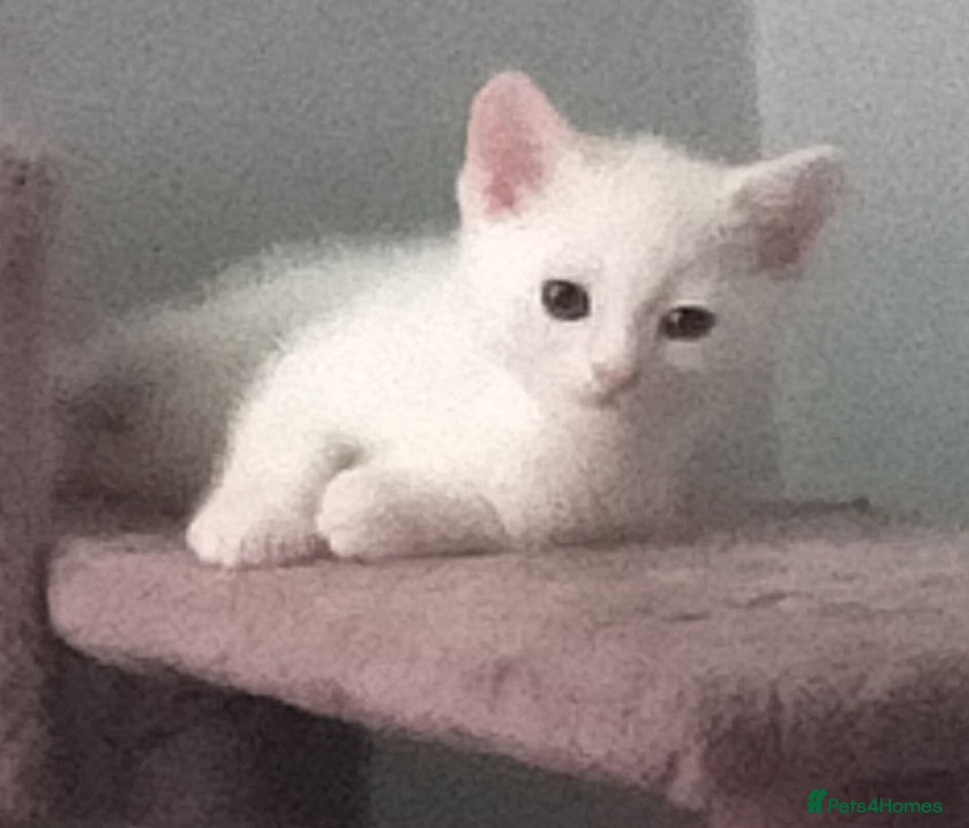 Mixed Breed cats for sale: White long haired kittens for sale in Fleetwood - Image 30