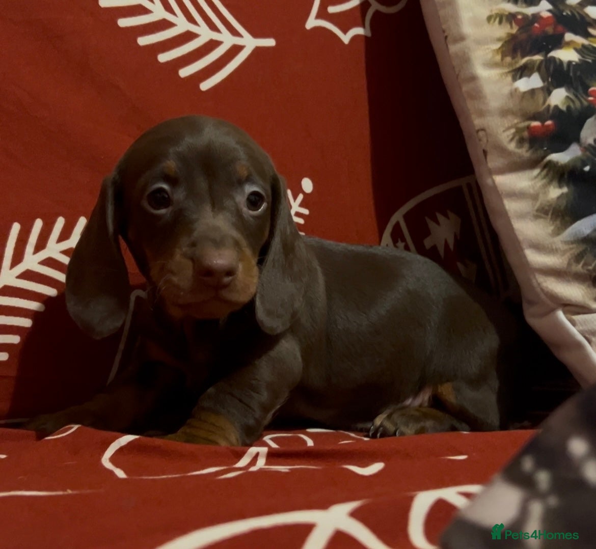 Miniature Dachshund dogs Last females Miniature Dachsunds - Advert 14