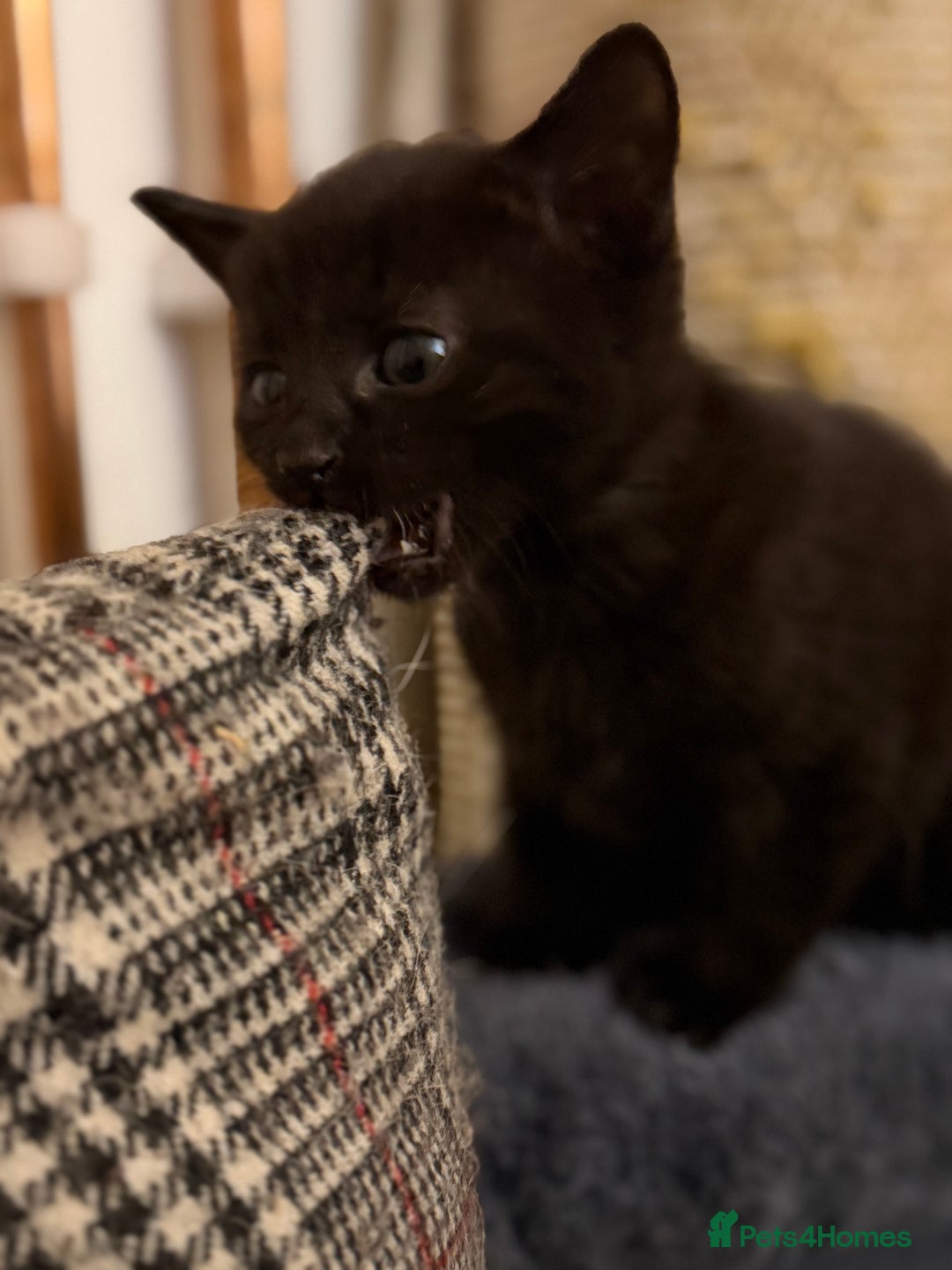 Russian Blue cats for sale: Russian Black - Image 6