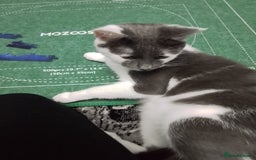 Domestic Shorthair cats for sale: Daisy and Bear - Image 1