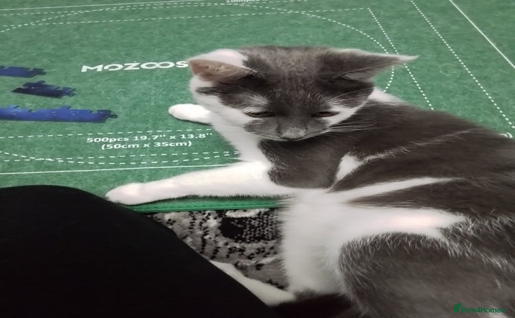 Domestic Shorthair cats - Advert 1