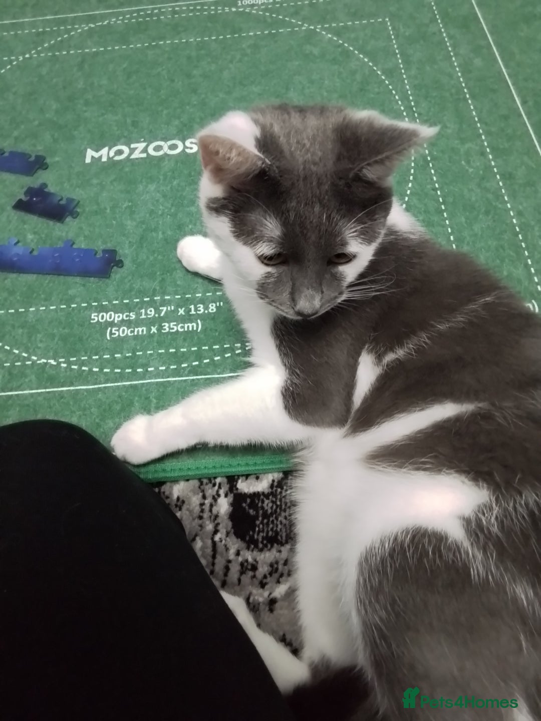 Domestic Shorthair cats for sale: Daisy and Bear - Image 1