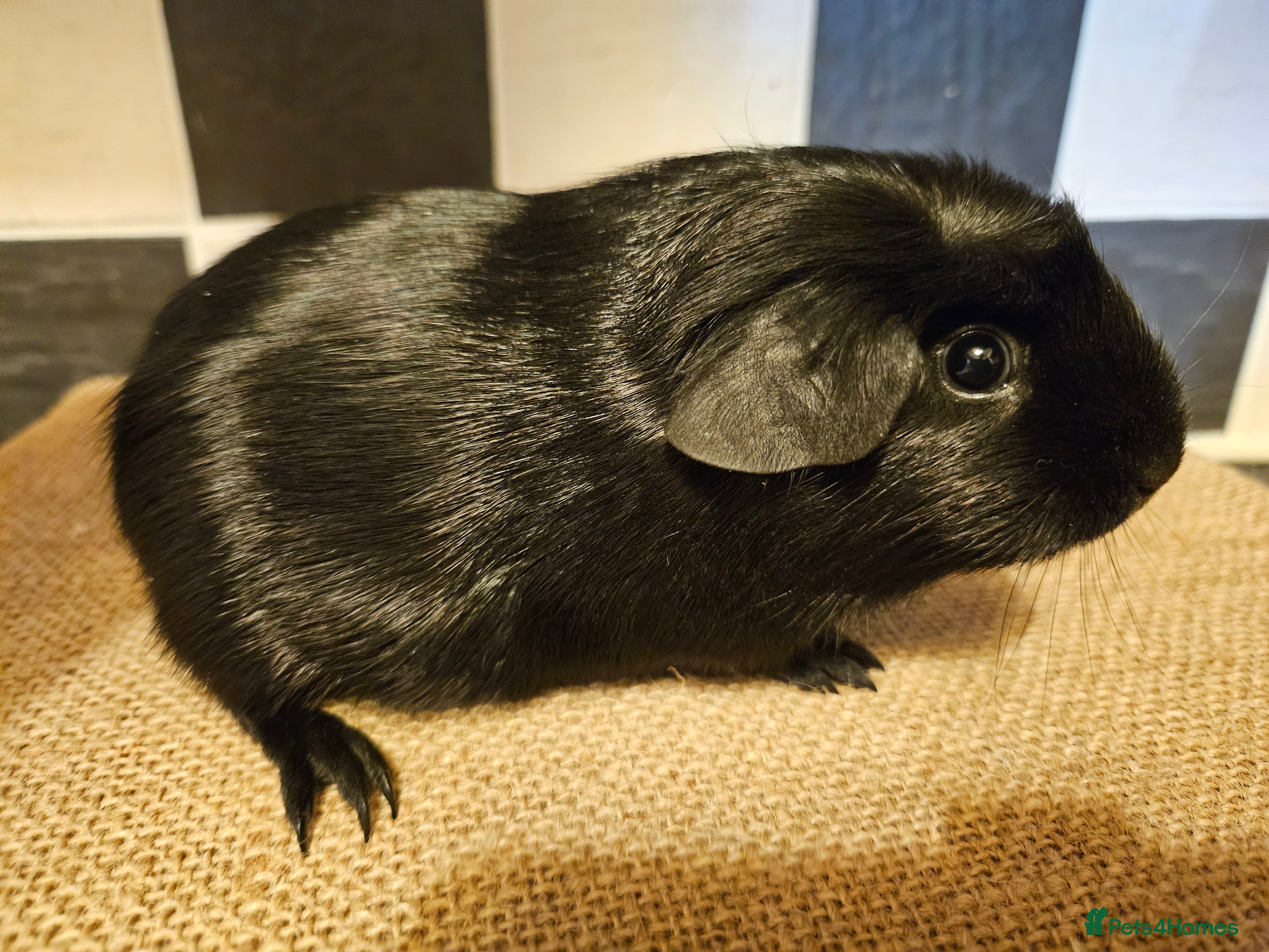 Guinea Pig rodents Single baby boys for bonding with an solo adult - Advert 17