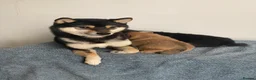 Japanese Shiba Inu dogs for sale: 👑 Japanese Championship Bloodline Mame Shiba - Advert 2