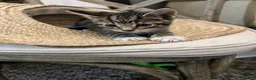 Mixed Breed cats for sale: Kitten  - Advert 19