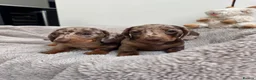 Miniature Dachshund dogs for sale: Miniature dachshund  - Advert 9