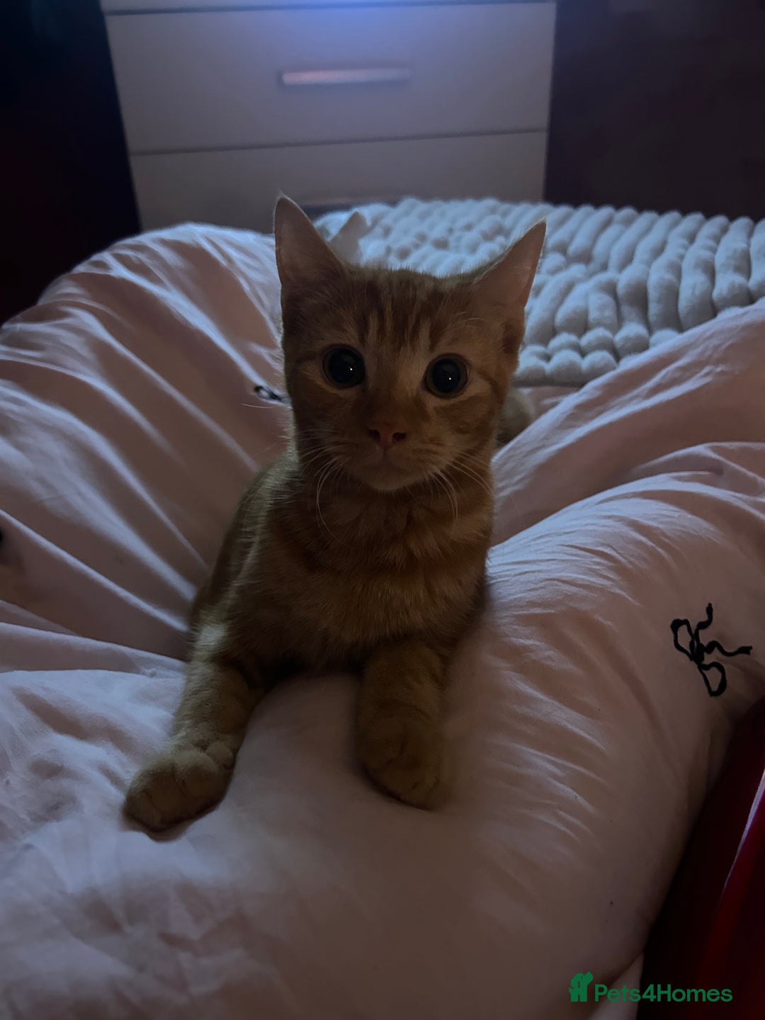 Mixed Breed cats for sale: Kittens  - Advert 3