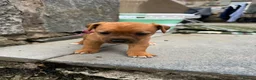 Patterjack dogs for sale: Patterjack puppy’s looking for loving home  - Advert 16