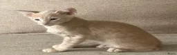 Oriental cats for sale: GCCF registered Oriental kittens  - Advert 13