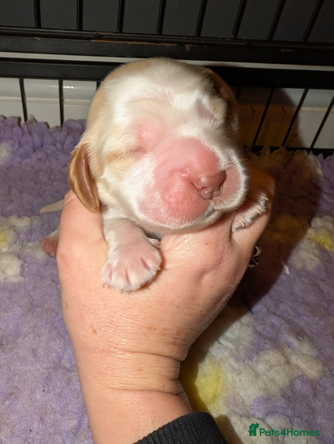 Cocker Spaniel dogs for sale: CHAMPION BLOODLINE SHOW COCKER BOY PUPPIES  - Advert 7