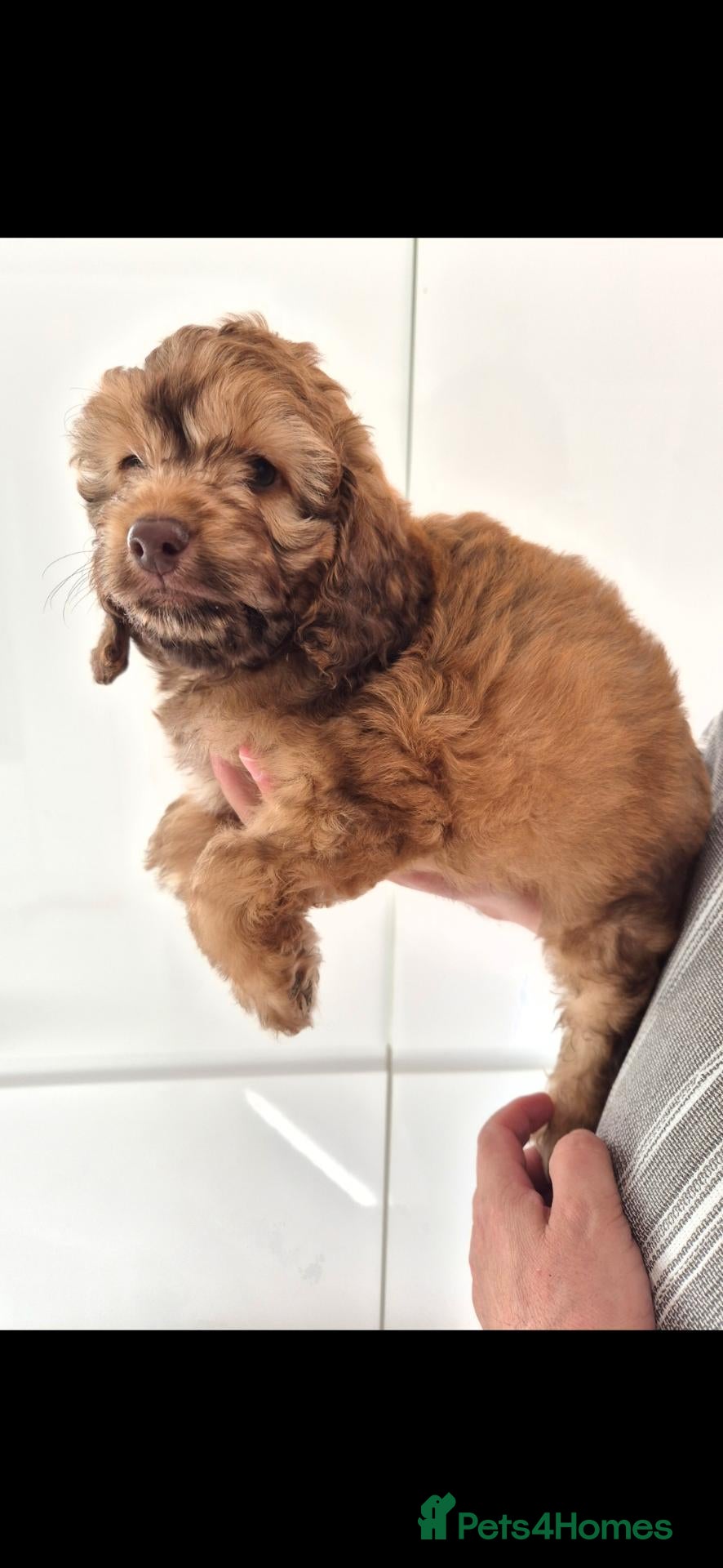Cockapoo dogs 1 SWEET LITTLE BOY LEFT READY FOR NEW HOME - Advert 2