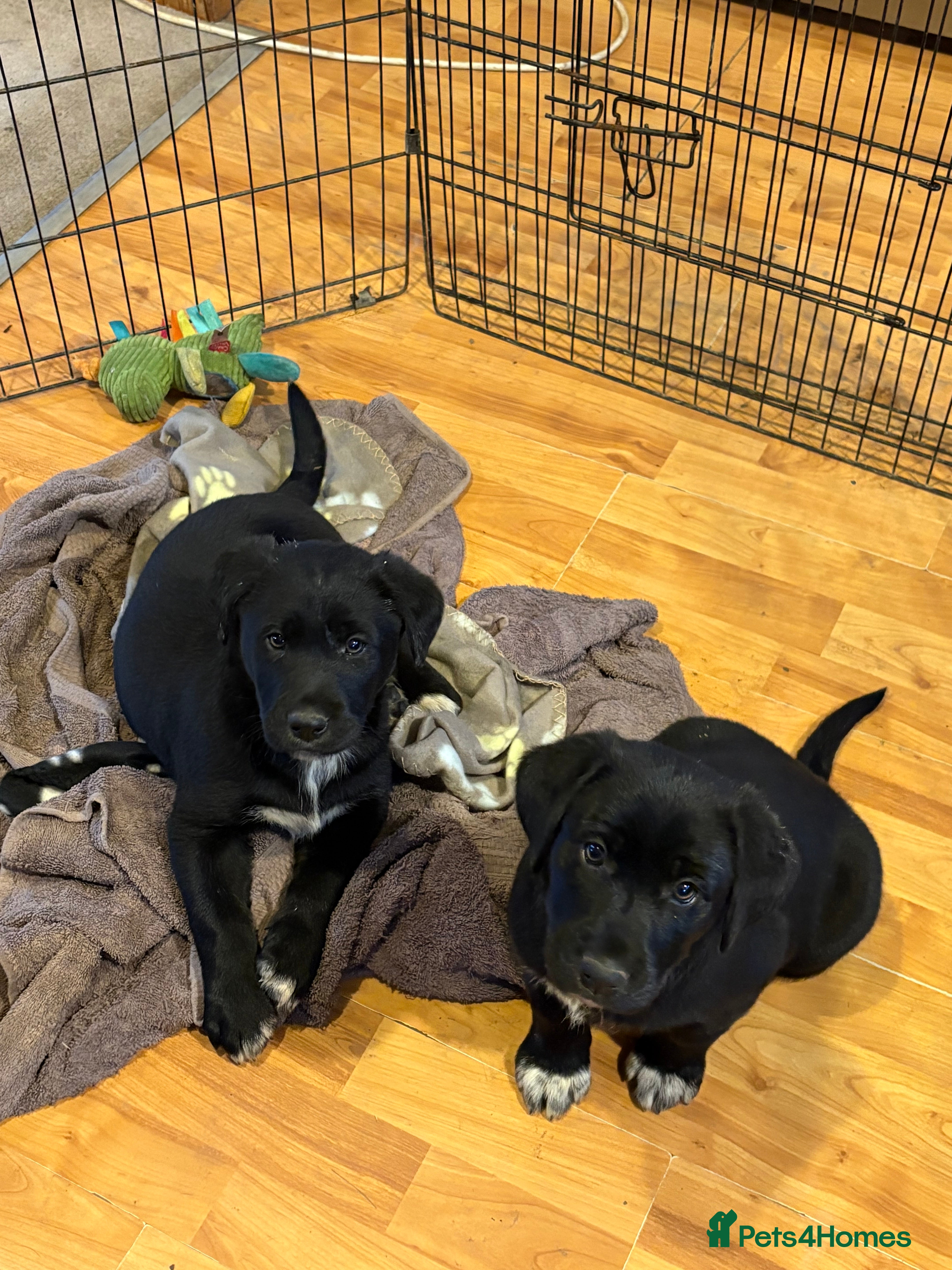 Borador dogs Beautiful Collie x Labrador puppies  - Advert 17