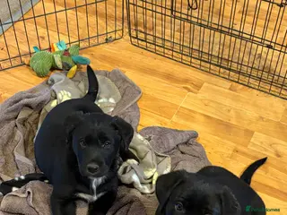 Borador dogs Beautiful Collie x Labrador puppies - Advert 17