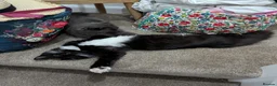 British Longhair cats for sale: *READY NOW* British Longhair X Maine Coon Kitten - Advert 16
