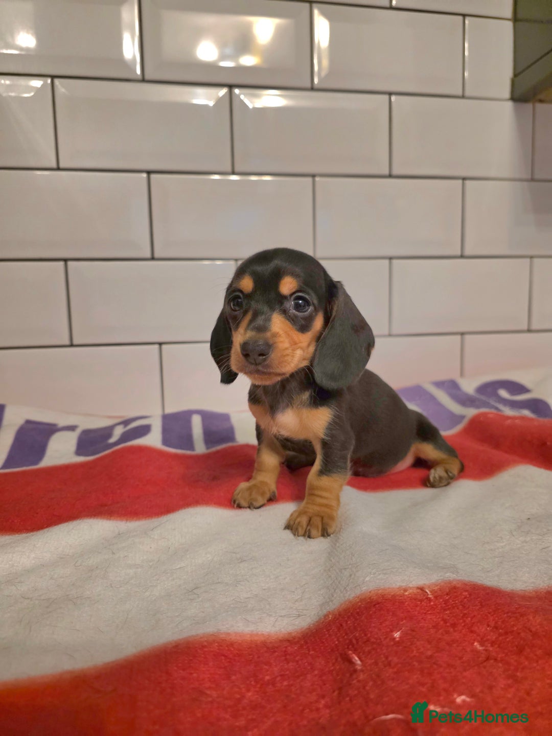 Miniature Dachshund dogs for sale: Full of champions!!! pra clear mini dachshunds in South Shields - Image 1