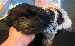 Cockapoo dogs for sale: F1b beautiful girl  - Image 16