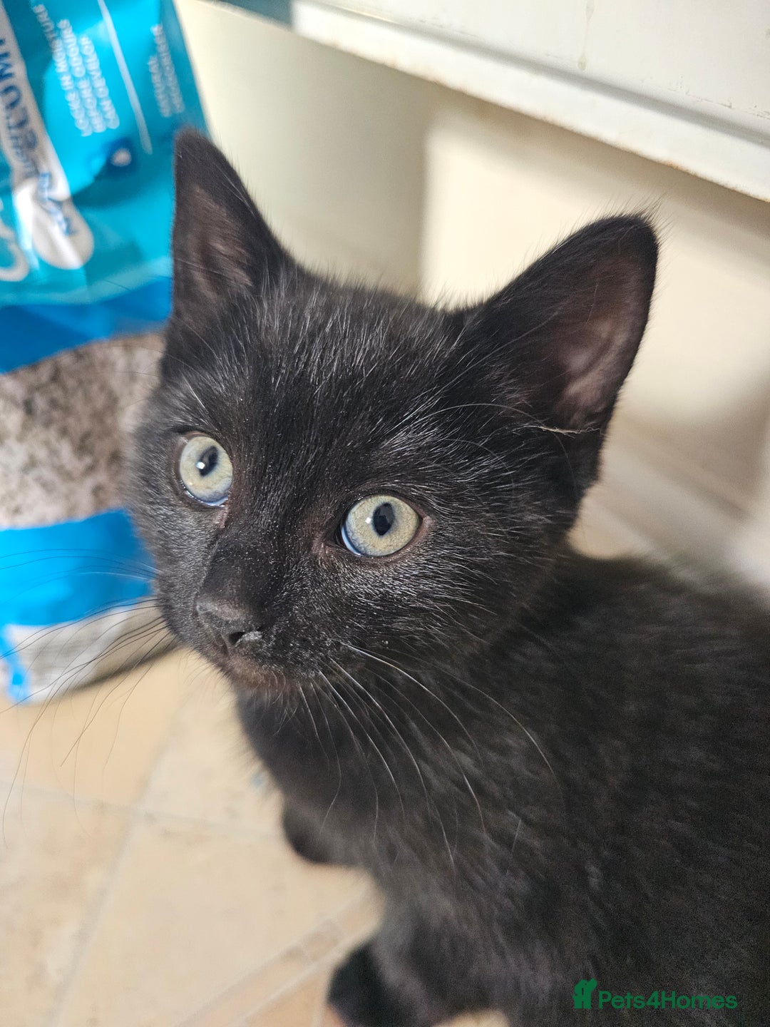 Mixed Breed cats for sale: 3 playful kittens  - Image 15