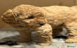 Miniature Poodle dogs for sale: Stunning Miniture Poodles - Image 26