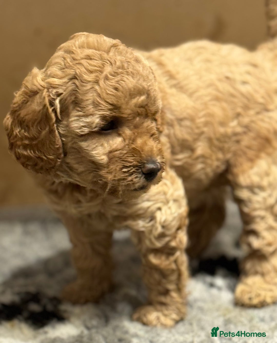 Miniature Poodle dogs for sale: Stunning Miniture Poodles - Image 26