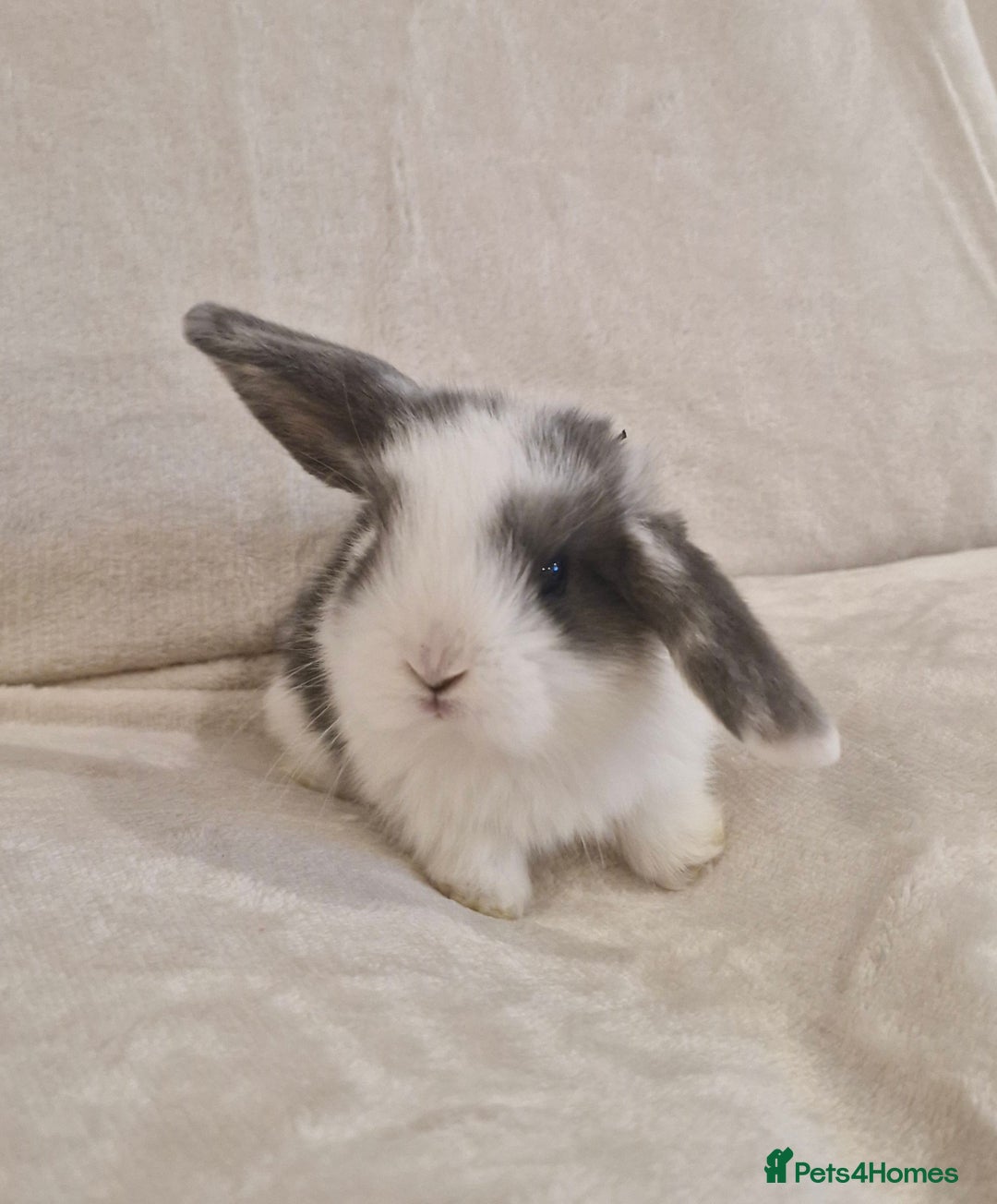 Mini Lop rabbits for sale: Mini lop babies - Advert 5