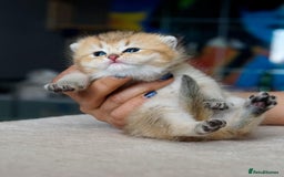 British Shorthair cats for sale: 🔥Champion Line Golden British Shorthair Kittens🔥 - Image 4
