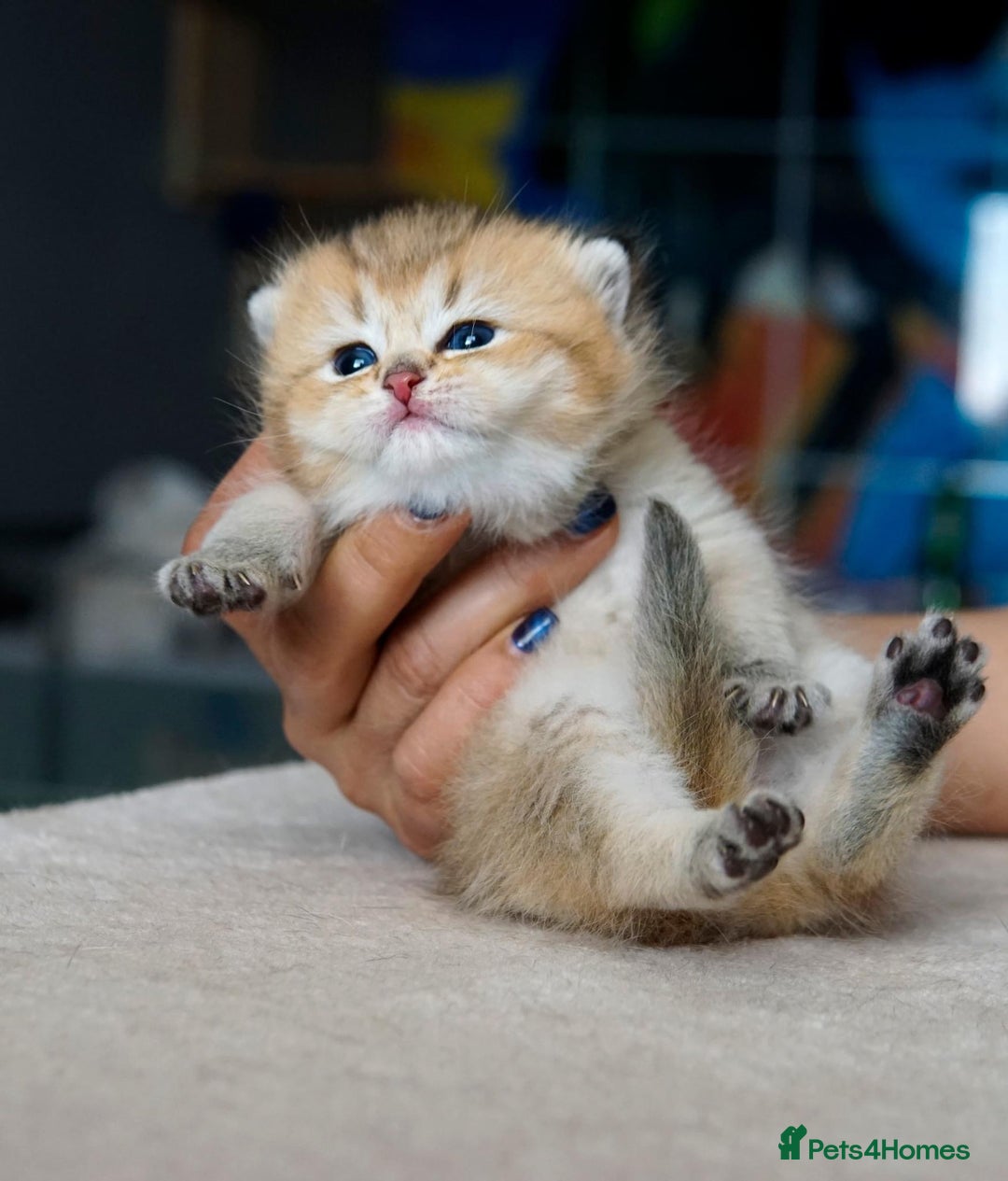 British Shorthair cats for sale: 🔥Champion Line Golden British Shorthair Kittens🔥 - Image 4