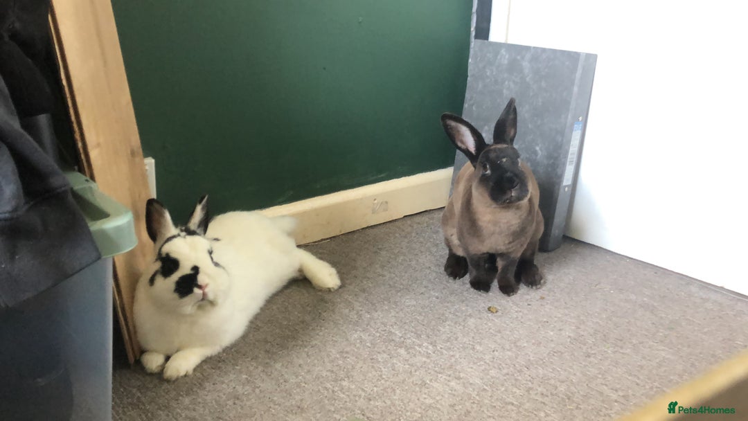 Mixed Breed rabbits for sale: Choco & Eclipse - Advert 2