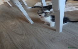 British Shorthair cats for sale: mixed tabby, black and white kittens  - Image 3