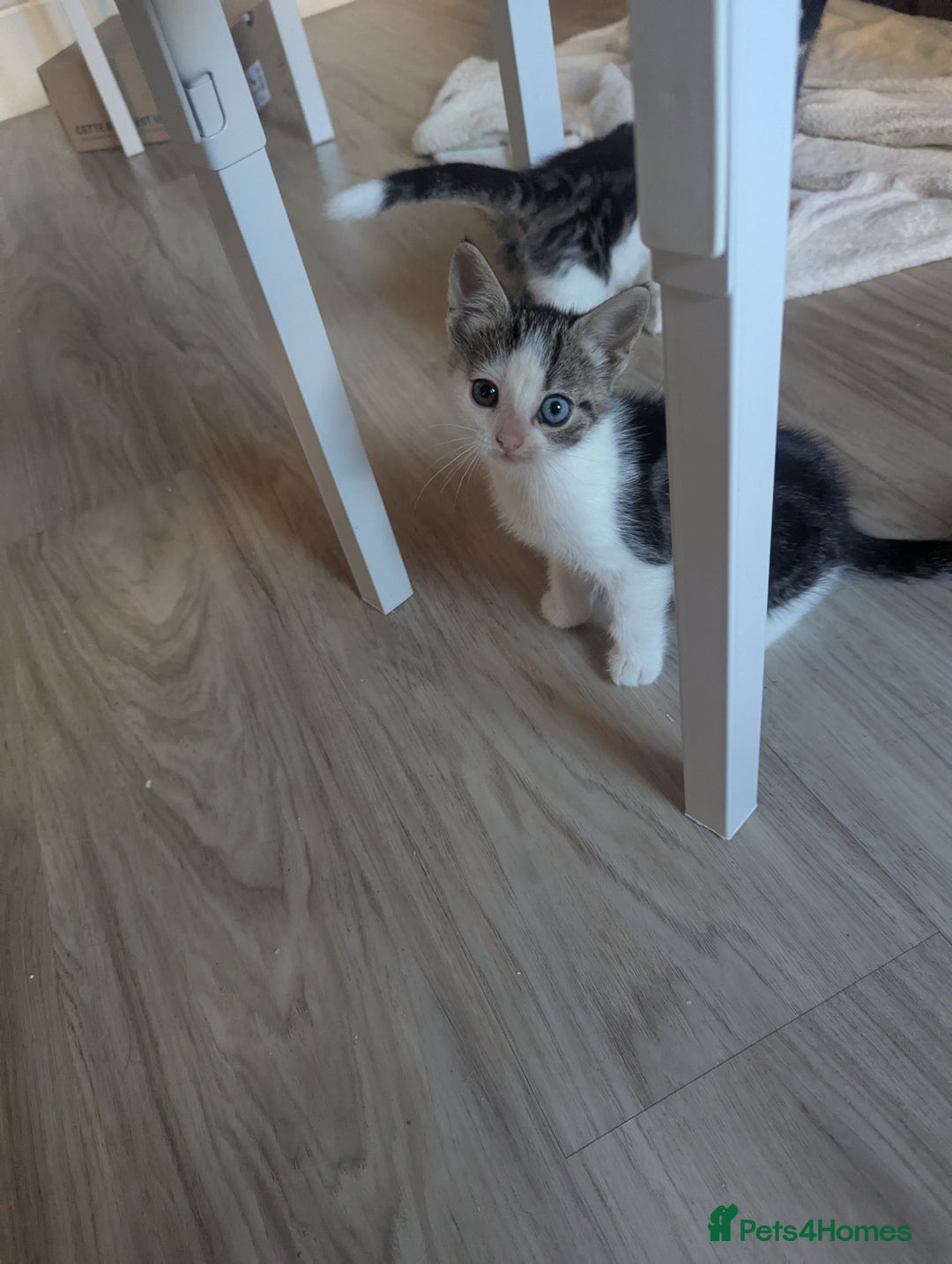 British Shorthair cats for sale: mixed tabby, black and white kittens  - Image 3