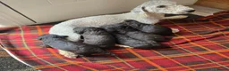 Bedlington Terrier dogs for sale: Beddlington Terrier's pure breed pups x5 - Advert 1