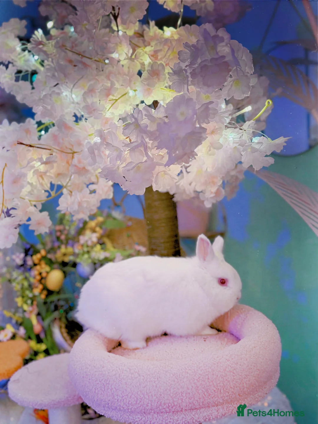 Netherland Dwarf rabbits for sale: Urgent rehoming. Young Netherland dwarf+ mini lop - Advert 12