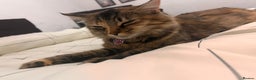 Maine Coon cats for sale: Maine coon mix  - Advert 1