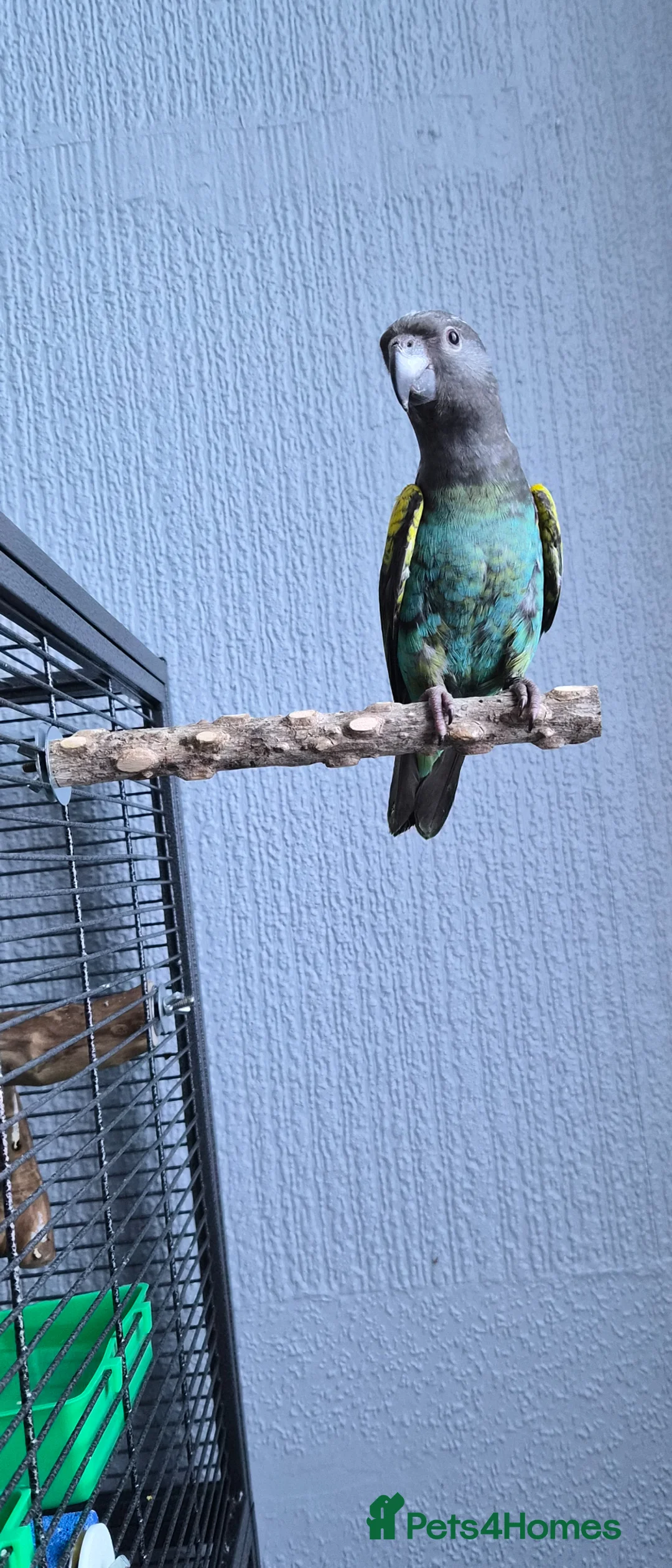 Parrots birds for sale: DNA tested Male Meyers Parrot  in Grimsby - Advert 2