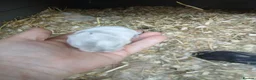 Mini Lop rabbits for sale: Waiting list for new bundles of joy  - Advert 8