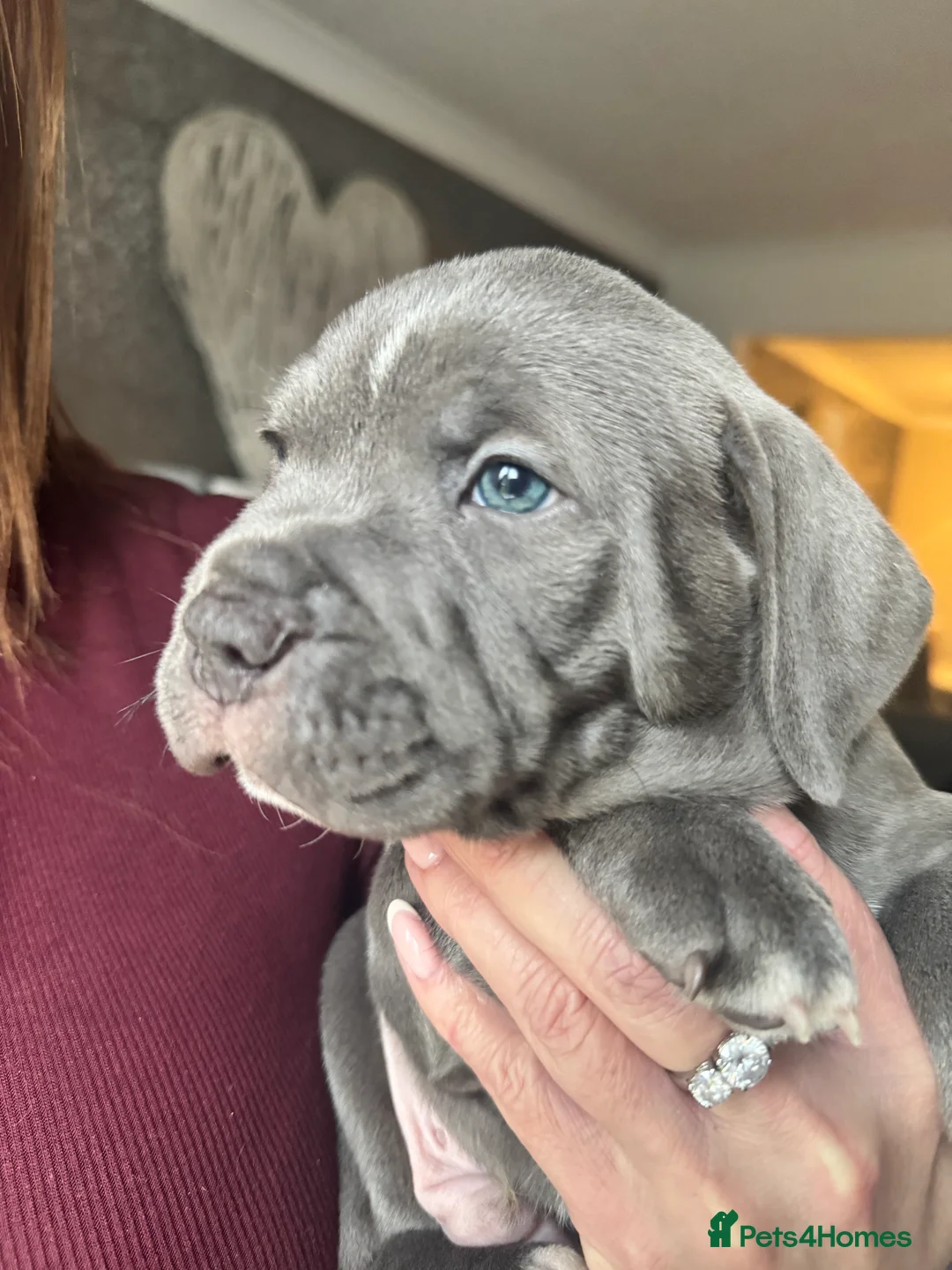 Staffordshire Bull Terrier dogs for sale: Stunning pure blue staffy pups 💙🩷 - Advert 15