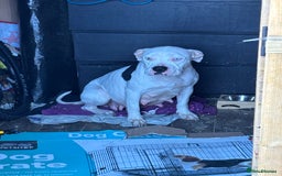 Mixed Breed dogs for sale: Abbd x greyhound puppy for sale - Image 4