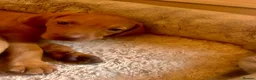 Hungarian Vizsla dogs for sale: Hungarian viszla puppies  - Advert 8