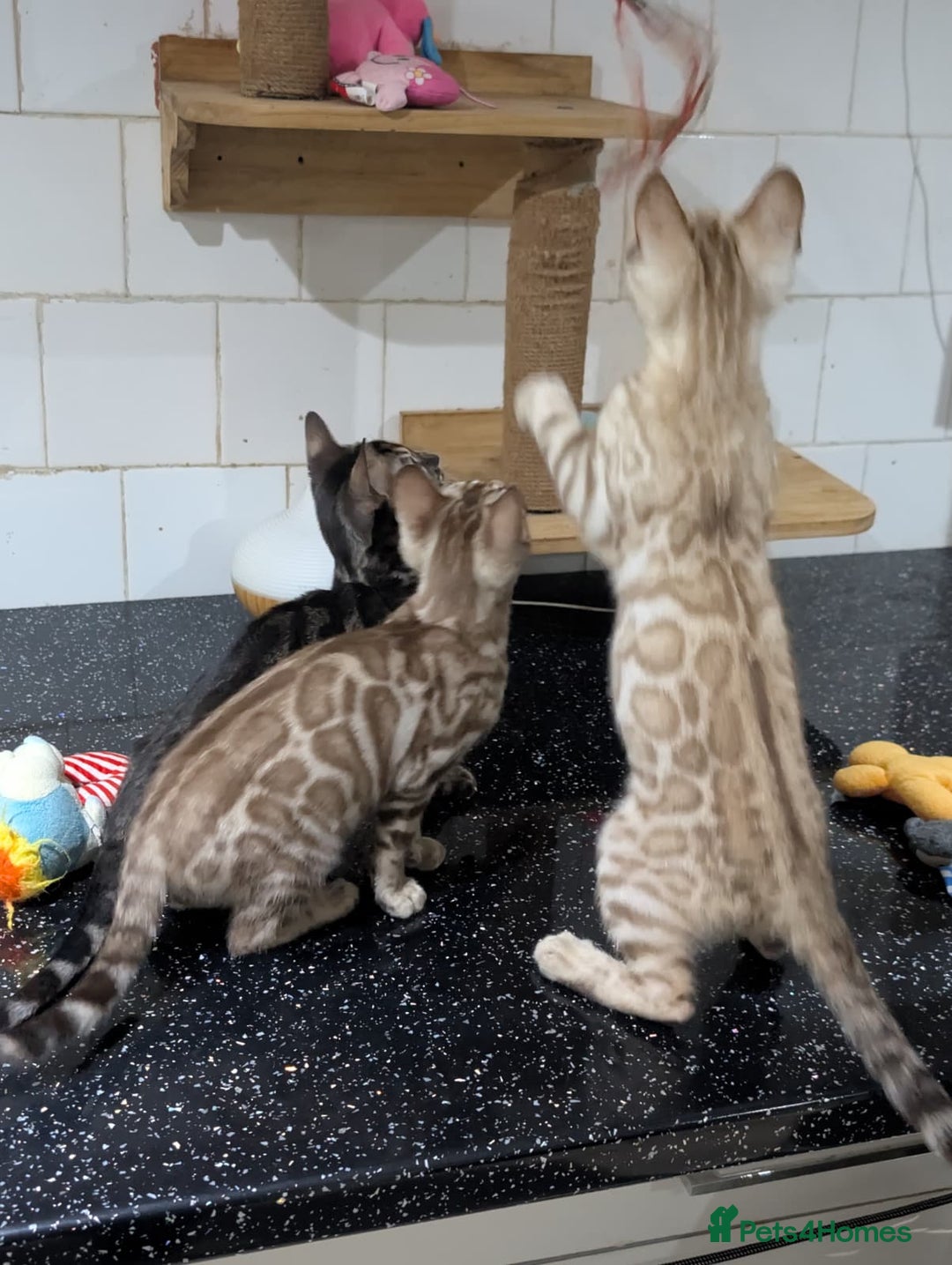 Bengal cats for sale: 🔥✨Pedigree TICA-Registered Bengals - Advert 20