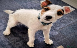 Parson Russell dogs for sale: Working Jack Russell Bitch  - Image 5