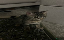 Mixed Breed cats for sale: URGENT Spotted Tabby Female  - Image 3
