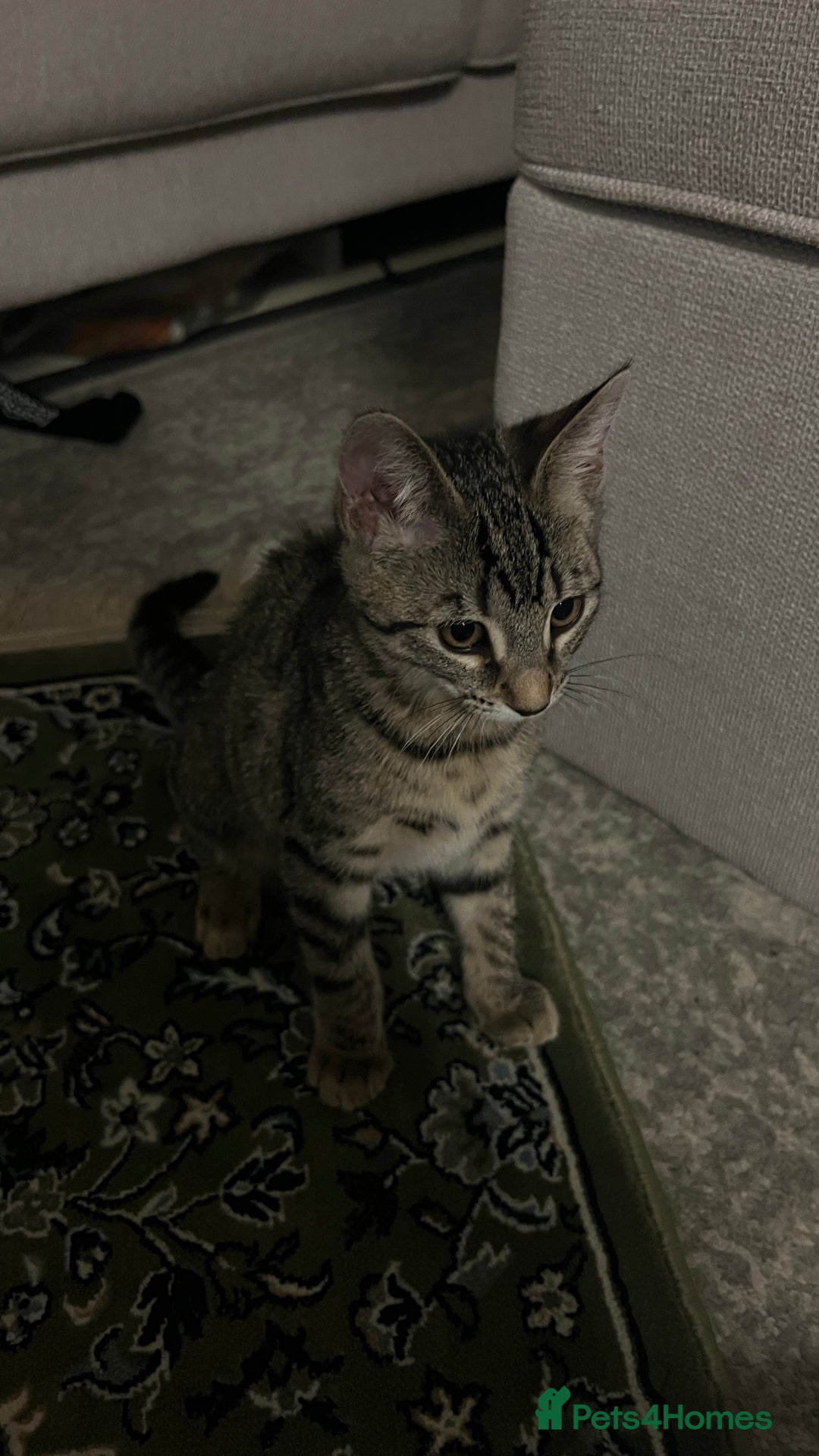 Mixed Breed cats for sale: URGENT Spotted Tabby Female  - Image 3
