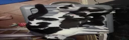 Mixed Breed cats for sale: 3 beautiful kittens  - Advert 18